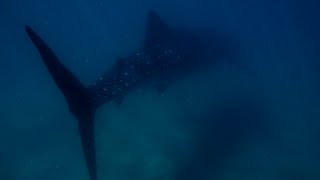 Requins Baleines en apnée (Mexique)