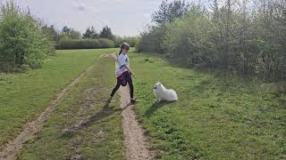 A little owner is training her Japanese Spitz dog