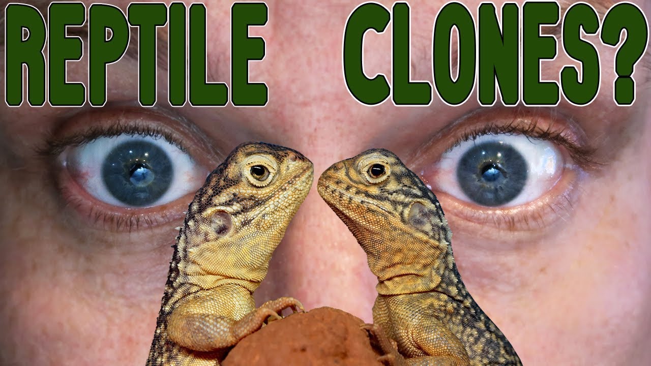 Parthenogenesis [Reptile Clones!!]