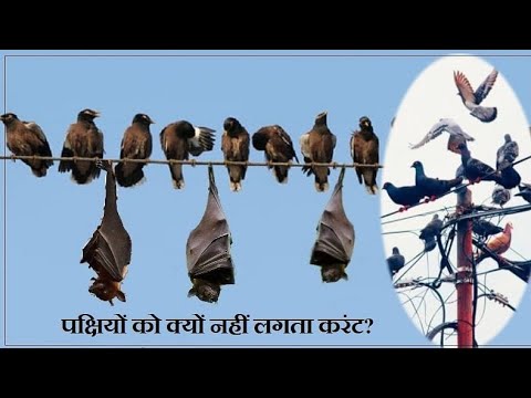 वीडियो: पक्षी तारों पर क्यों बैठते हैं और बिजली नहीं पाते हैं: तथ्य