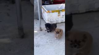 Lovely puppies and So cute of pets  SCOP: 478 😊😁😀🤡🥰