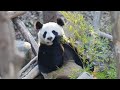 Live: Virtual encounter with giant pandas – Ep. 35可爱预警!与国宝大熊猫"云相遇"
