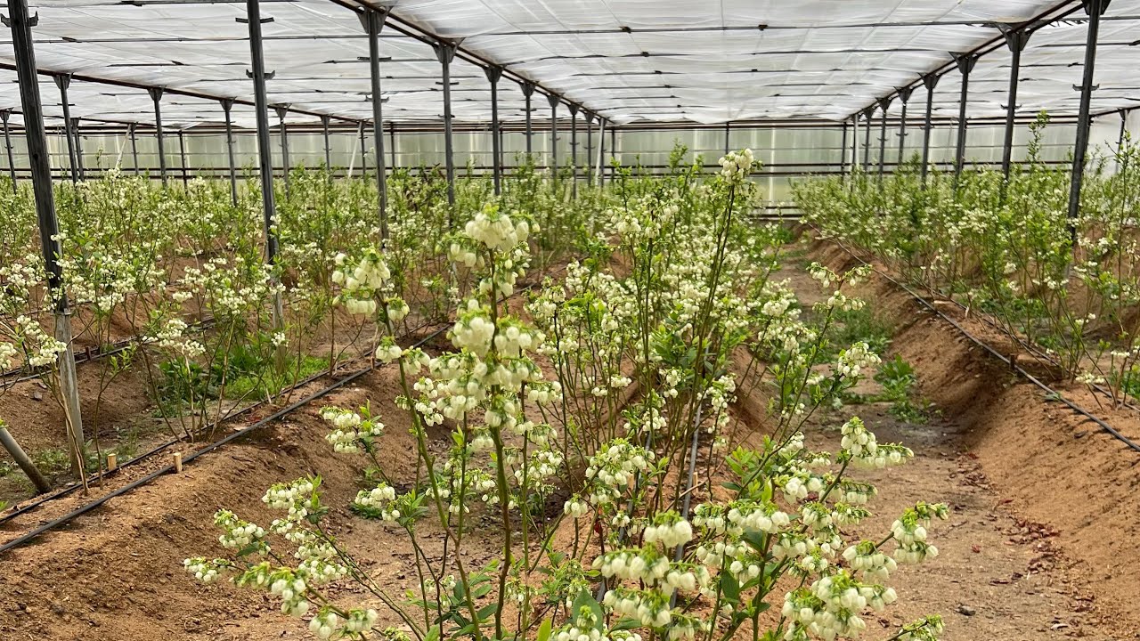 Голубика в теплице 2 га. Первый сезон плодоношения