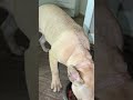 #Frenchies done #grown up so big #frenchbulldog  #dog #animals #merle