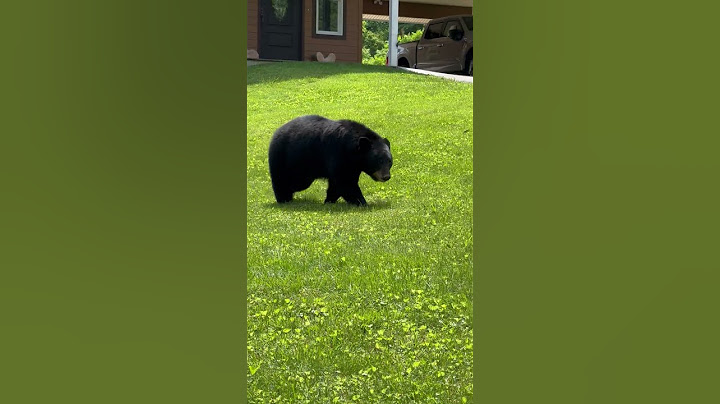 Bear in My Yard || ViralHog