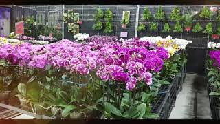 美琪蘭園百花齊放- Miki Orchid has many Flowering Orchids 