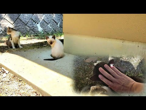 シャム子猫達の世話をしてる時に2匹の猫が股座へ座込んで来た💦