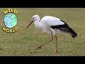 Wild world   the white stork  zeekay
