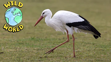Wild World - The White Stork | ZeeKay