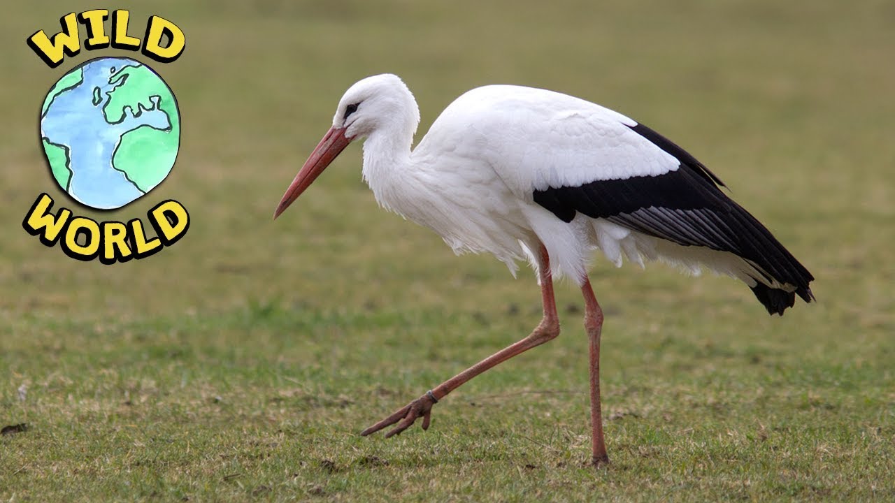 the amazing journey of white storks across the globe