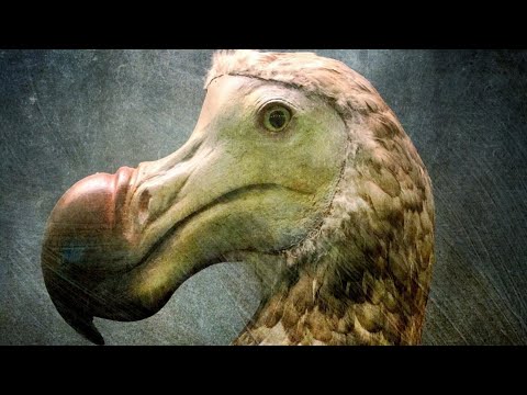 Video: Dodo-Vogel: Die Geschichte der Vernichtung