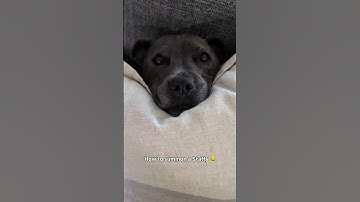 How To Summon A Staffy 😂🐾