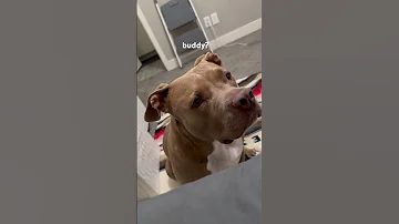 Grumpy To Happy Dog In 24 Seconds Dogs Doggielife Doglove Dog 