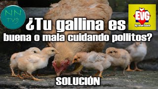 9 consejos para saber si tu gallina es buena o mala cuidando pollitos ft. En vida de las gallinas 2