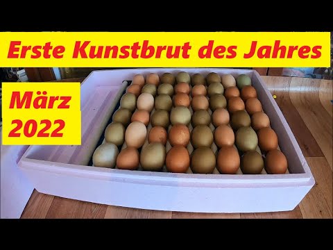 Die erste Kunst-Brut in diesem Jahr ! März 2022 - YouTube