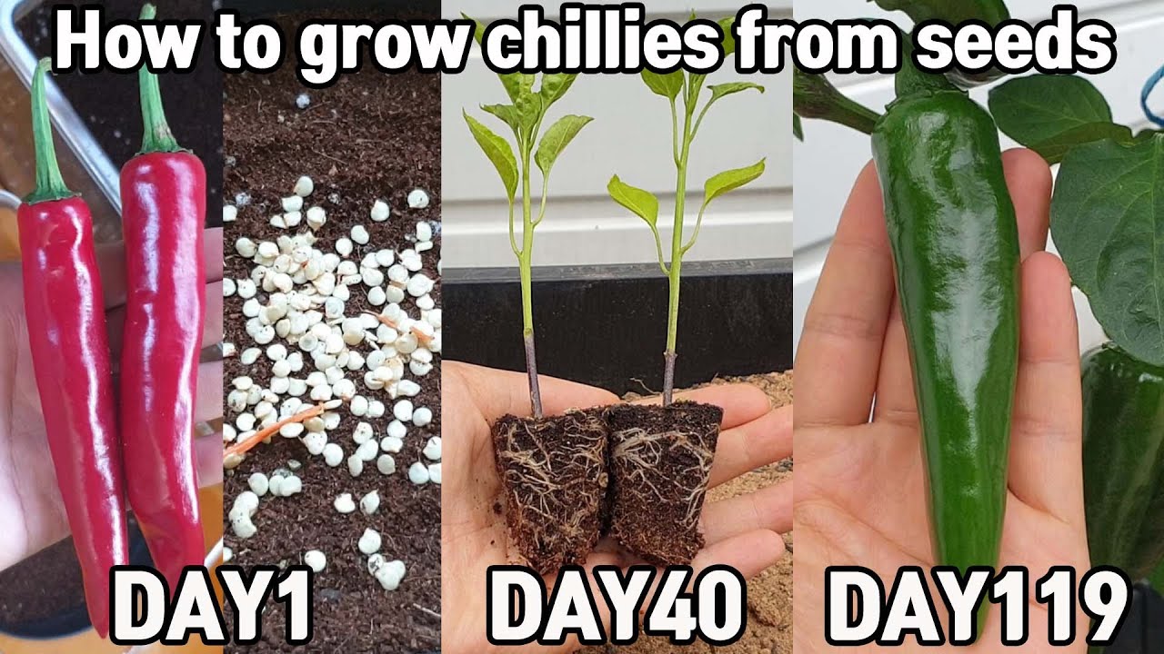 화분에서 고추키우기♥ㅣHow to grow chillies from seeds