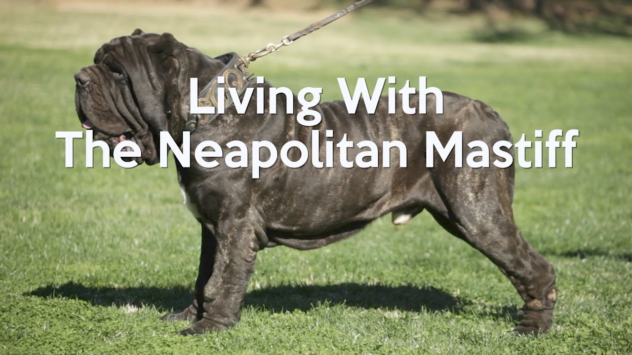 neo mastiff price