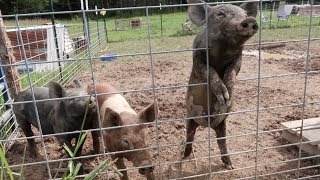 Training Pigs on Electric Fence!