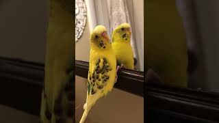 My budgie talking to his little friend~