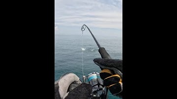 GIANT Trevally SMASHES Popper on the Surface! Insane Topwater Strike in Thailand! 💥🐟 #fishing