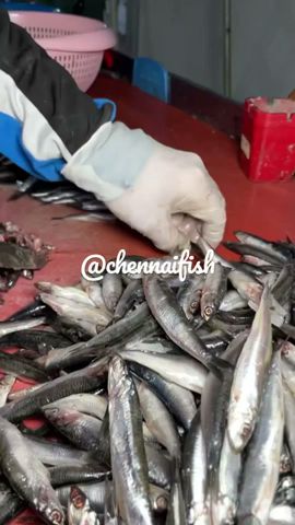 Turkish sardine fry street food
