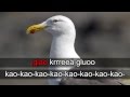 Lintukaraoke: Merilokki