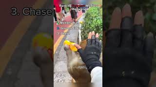 Ranking Funniest Monkey Moments