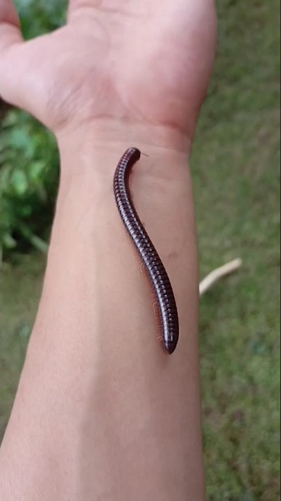 Saying Goodbye to Floky 😭