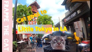 Balinese Cat goes to Little Tokyo in LA with his pet stroller by Frappe the cat 38 views 1 year ago 5 minutes, 8 seconds