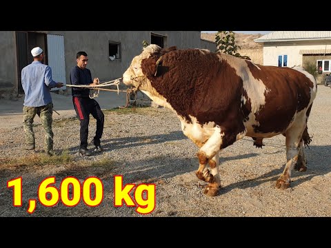 Gigant buka Daxshat katta 1 tonna 600 kilogramm videosini kuring