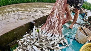 Te Cá Đối Sông| Vô Mánh Hai Mẻ Cá Đối Lớn|| TCNTV #509