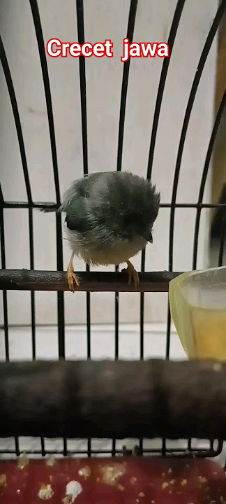 burung terkecil di jawa crecet jawa