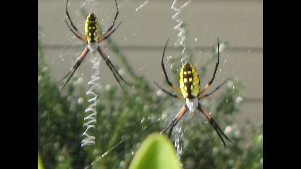 Garden Spiders Spinning Webs Youtube