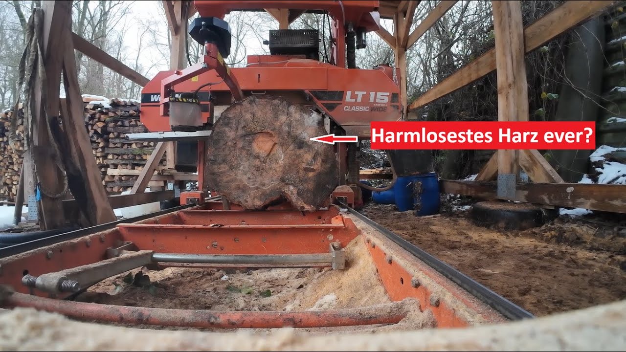 Gestockter Weißdorn zum Drechseln? Aufräumen mit dem Sägewerk!