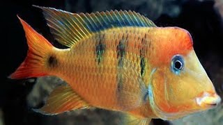 Geophagus cichlid