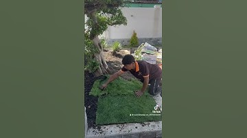 Cỏ Nhung Nhật Sân vườn