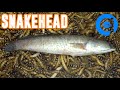 10000 Mealworms Eating Snakehead - Time Lapse Video