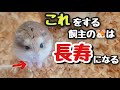 ハムスターを長生きさせる飼主がやってる事　TOP5