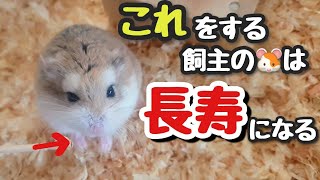 ハムスターを長生きさせる飼主がやってる事　TOP5