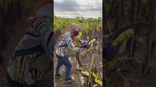 Sun flower seeds 🌞 #harvasting #sunflower #speed #farming #satisfying #asmr #garden #agriculture