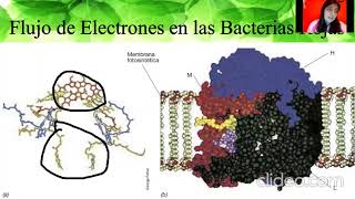 FOTOSINTESIS ANOXIGÉNICA