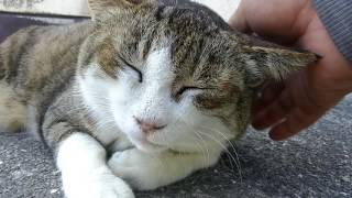 道端で昼寝している野良猫をモフモフしてみる