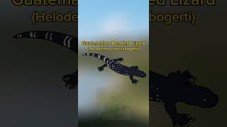 Guatemalan Beaded Lizard. The rarest beaded lizard in the world. #shorts #guatemala #lizard