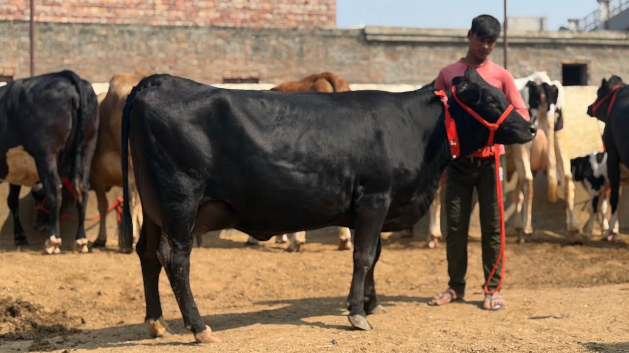 97796-21161,  ਅੱਠ ਚੰਗੀਆਂ ਬਰੀਡ ਦੀਆਂ ਗਾਵਾਂ ਵਿਕਾਊ ਪਿੰਡ ਧੌਲਾ ਬਰਨਾਲਾ