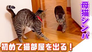 母猫シンバ行動範囲が広くなって初めて猫部屋から出る!