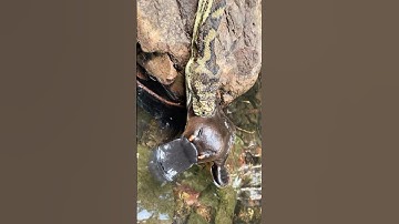 Platypus X carpet python