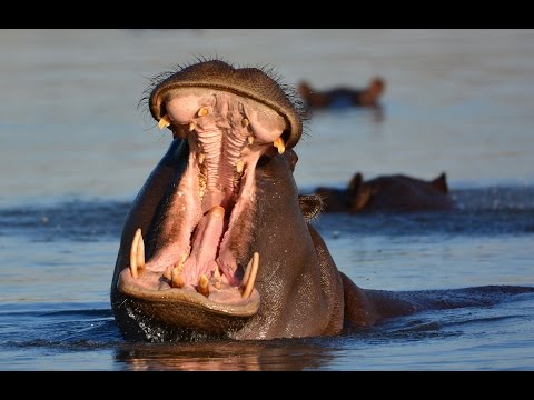 Бегемот или гиппопотам (лат. Hippopotamus amphibius)