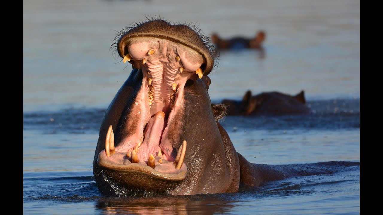 Бегемот или гиппопотам (лат. Hippopotamus amphibius), фото бегемотов