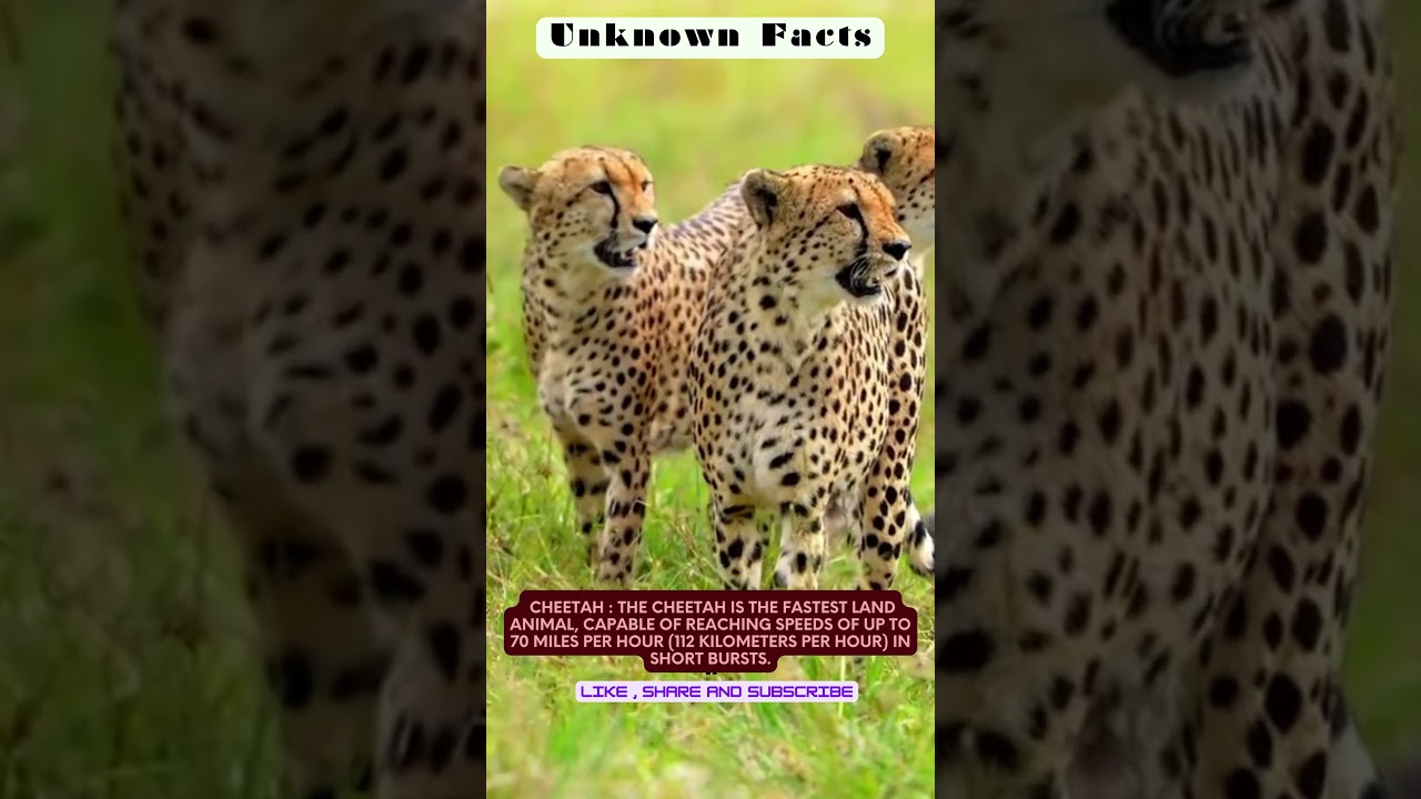 Speed and Grace: The Fascinating Cheetah 