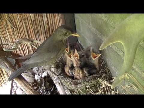 Merels vliegen uit. 3  Merel eet salamander en stekelbaars.